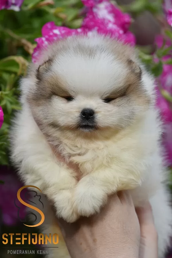 Pomeranian Boo – yavrular
