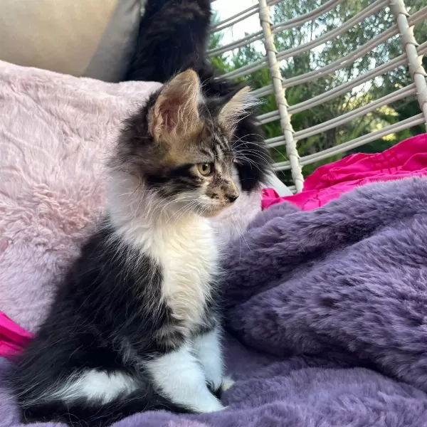 3 Aylık Orman Rengi Maine Coon Erkek