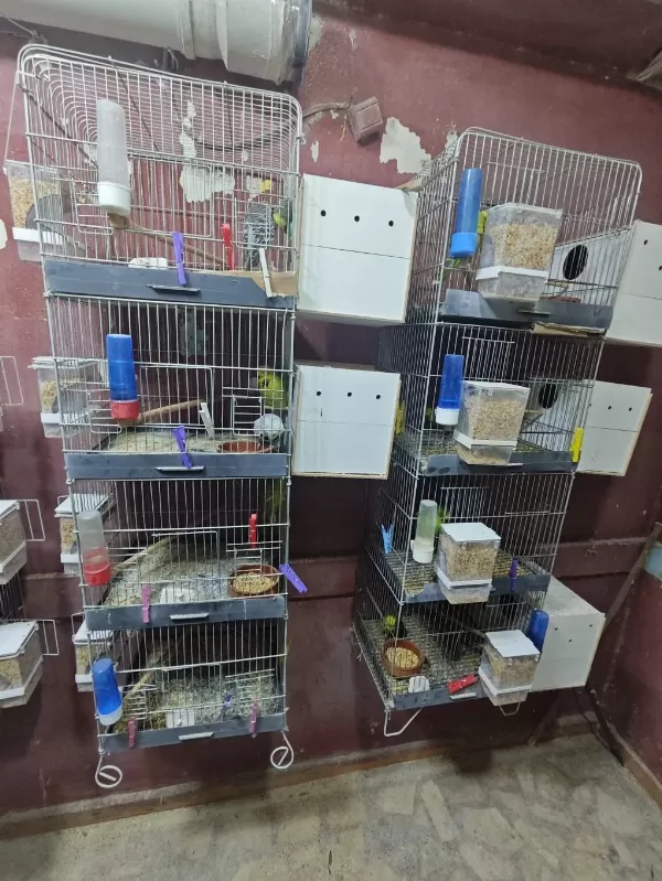Sağlıklı Toplu Kümes Satiş