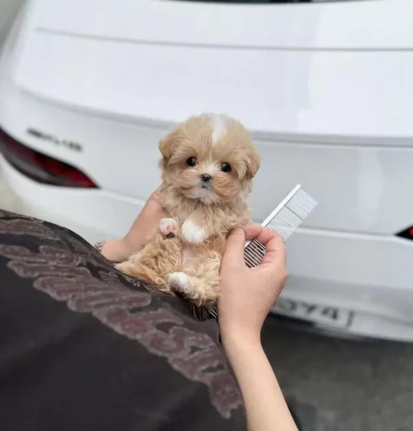 Maltipoo Yavrularımız