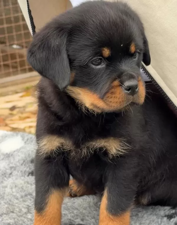 İzin Belgeli Üretim Çiftliğinden Rottweiler Kapıda Öde