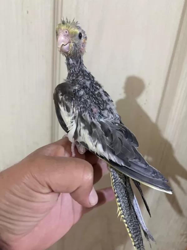 37 Günlük Konuşturmalik Grey Bebek Sultan Papağani