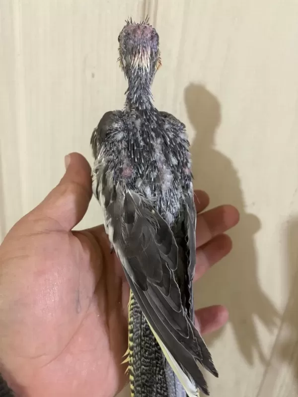 37 Günlük Konuşturmalik Grey Bebek Sultan Papağani
