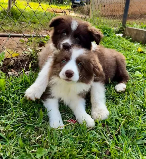 İzin Belgeli Üretim Çiftliğinden Border Collie Kapıda Öde