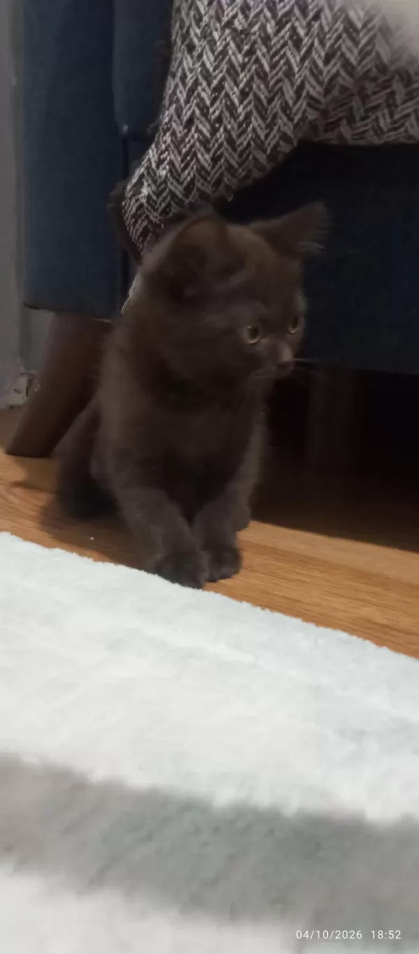 Bitter Çikolata British Shorthair