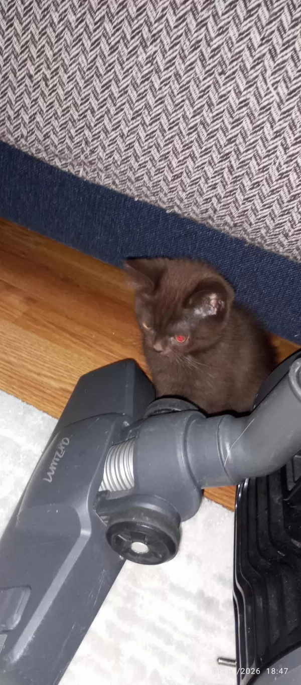 Bitter Çikolata British Shorthair