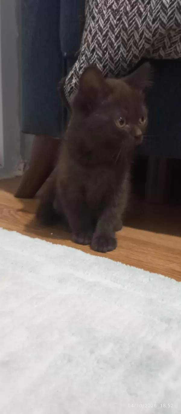 Bitter Çikolata British Shorthair