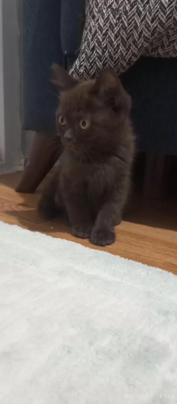 Bitter Çikolata British Shorthair