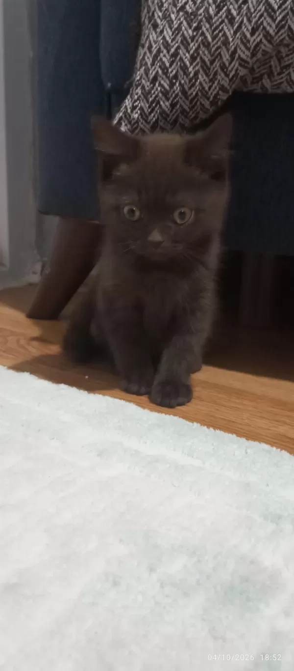 Bitter Çikolata British Shorthair
