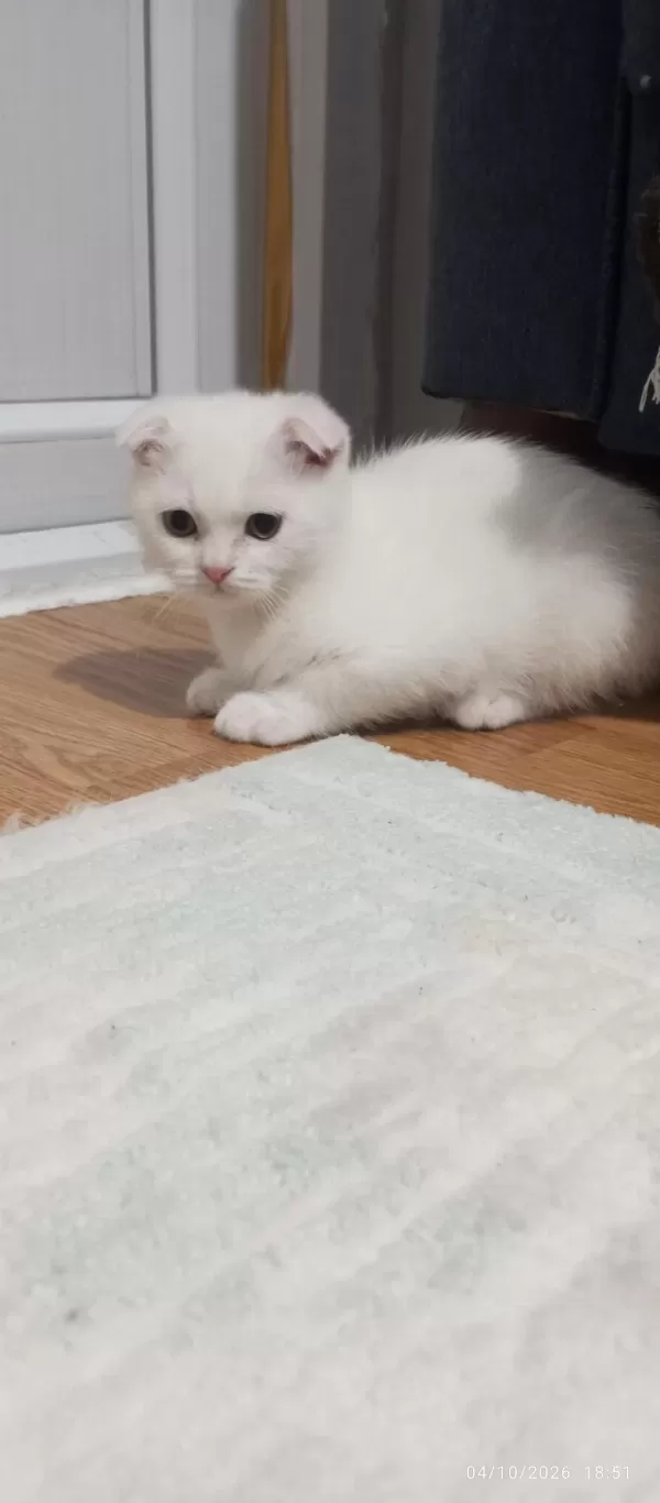 Minik British Yaramazlar
