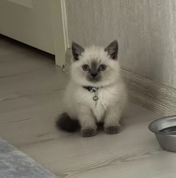 British Shorthair Blue Point