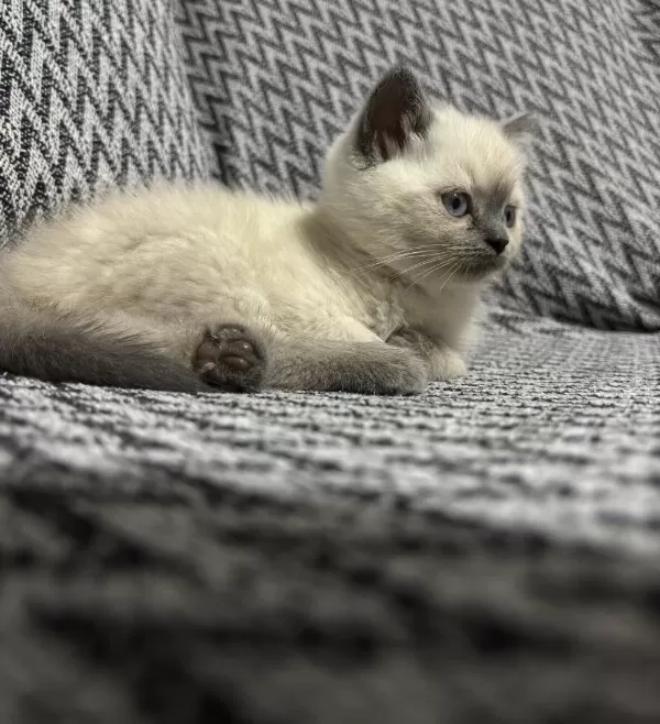British Shorthair Blue Point