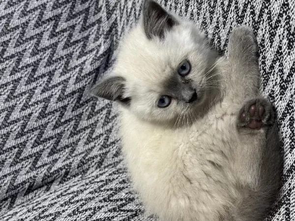 British Shorthair Blue Point