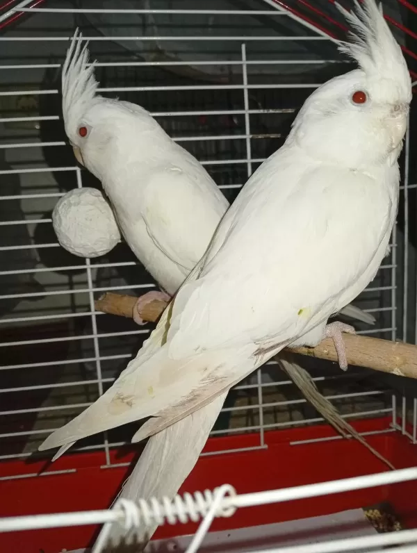 Yavru Albino Sultan Papağanı