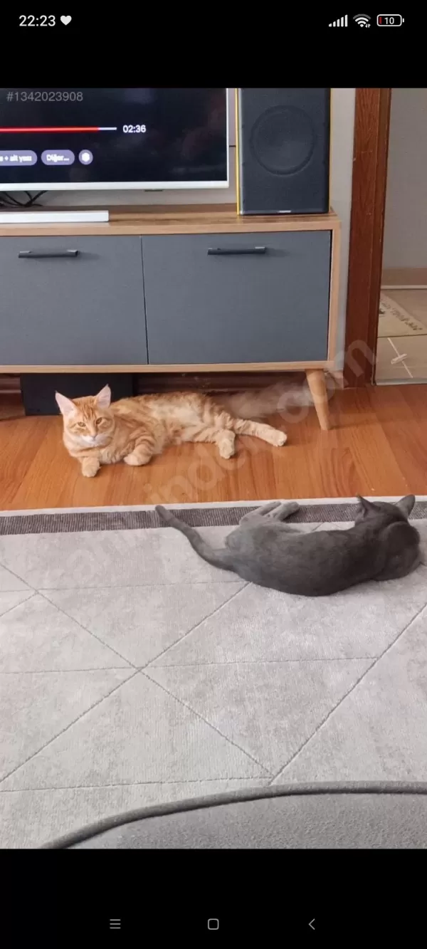 Maine Coon Ve Bengal Kırması Turuncu