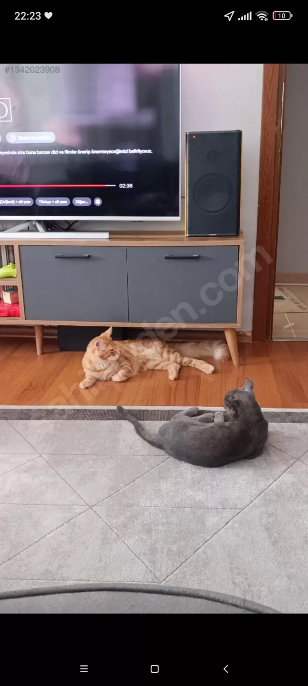 Maine Coon Ve Bengal Kırması Turuncu