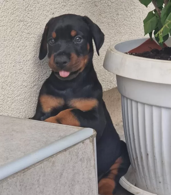A Şecereli Doberman Yavrular Kapıda Ödeme Mevcuttur