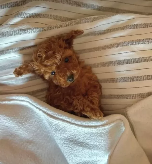 Tuvalet Eğitimli Toy Poodle