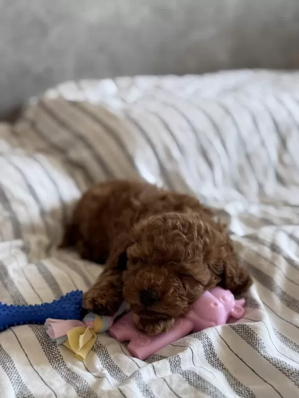 Tuvalet Eğitimli Toy Poodle