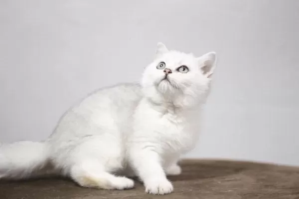British Shorthair Yavrulari
