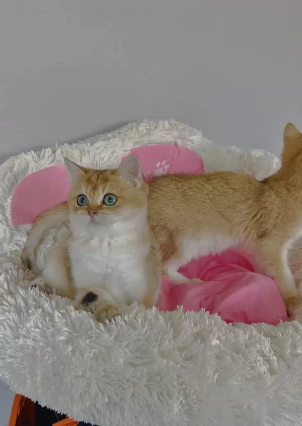 Scr Li Anne Babadan Golden Ny12 British Shorthair Bebeklerim