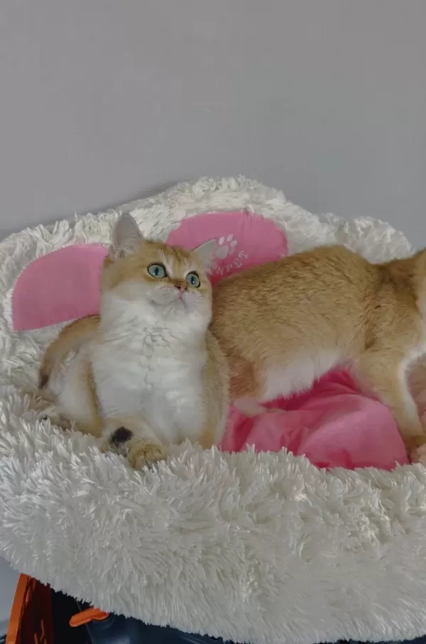 Scr Li Anne Babadan Golden Ny12 British Shorthair Bebeklerim
