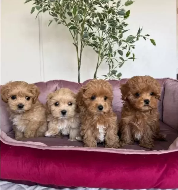Kahverengi̇ Malti̇poo Ci̇nsi̇ Yavrular Ev Üreti̇mi̇