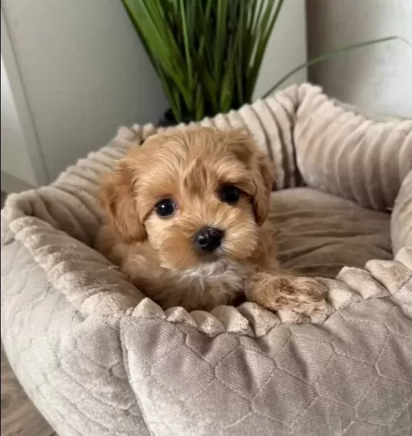 Kahverengi̇ Malti̇poo Ci̇nsi̇ Yavrular Ev Üreti̇mi̇