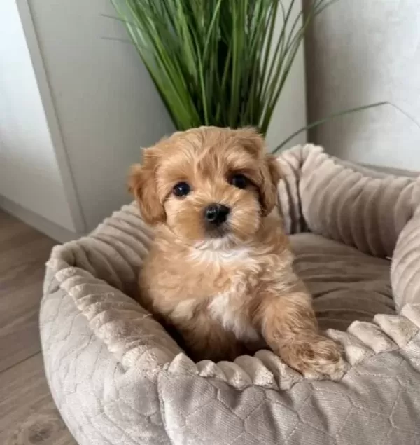 Kahverengi̇ Malti̇poo Ci̇nsi̇ Yavrular Ev Üreti̇mi̇