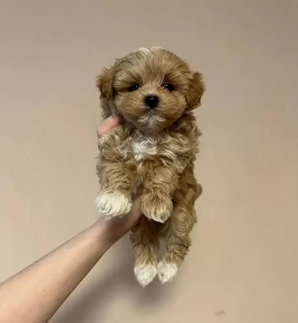 Sevimli Maltipoo Yavrulari
