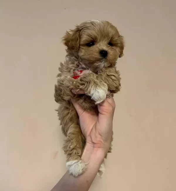 Sevimli Maltipoo Yavrulari