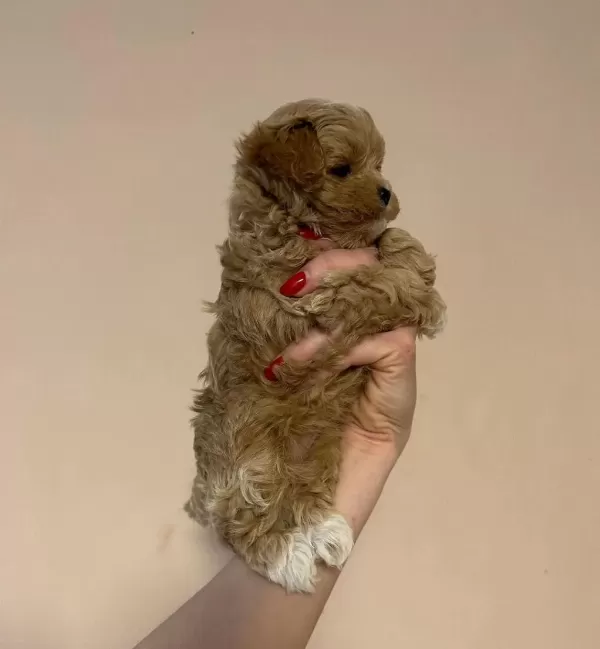 Sevimli Maltipoo Yavrulari