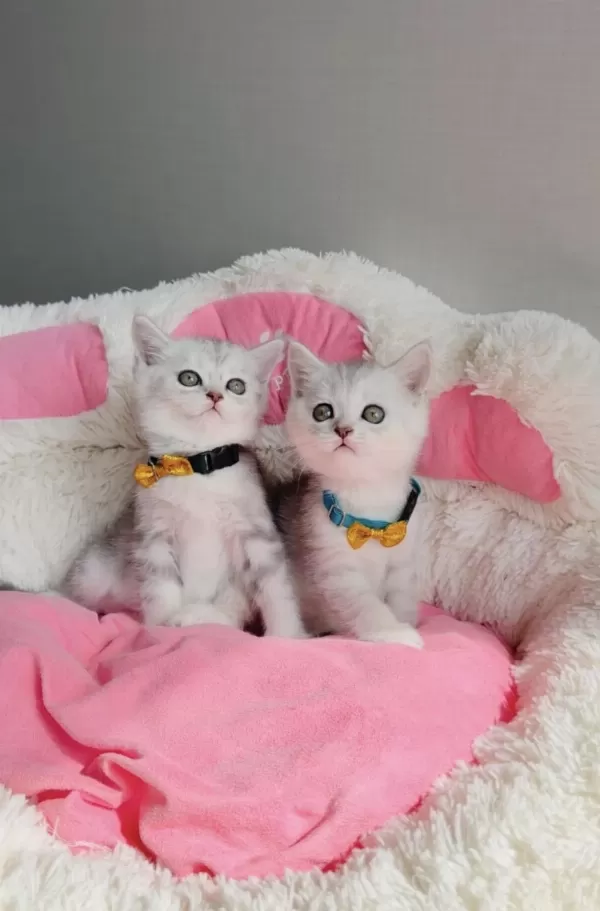 A Kalite Silver British Shorthair Bebeklerim