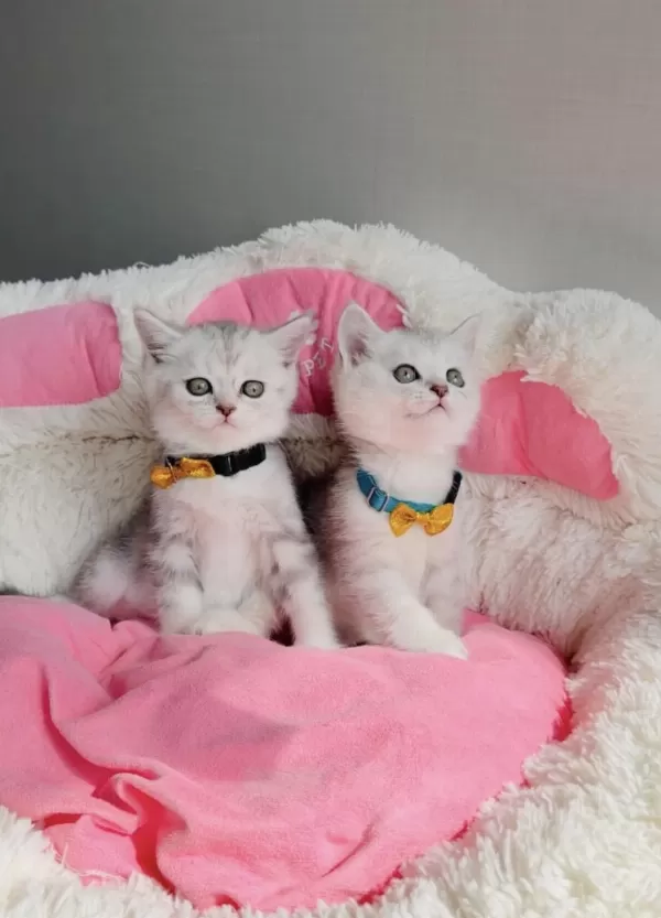 A Kalite Silver British Shorthair Bebeklerim
