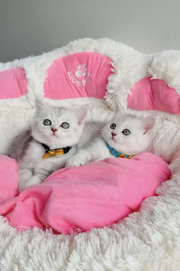 A Kalite Silver British Shorthair Bebeklerim