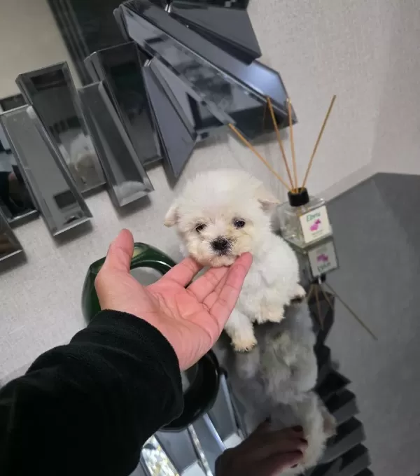 Kore Maltese Terrier Minnaklarım