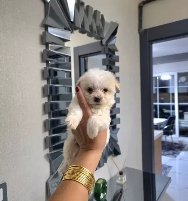 Kore Maltese Terrier Minnaklarım