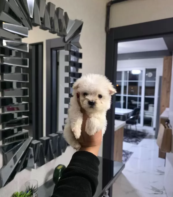 Kore Maltese Terrier Minnaklarım