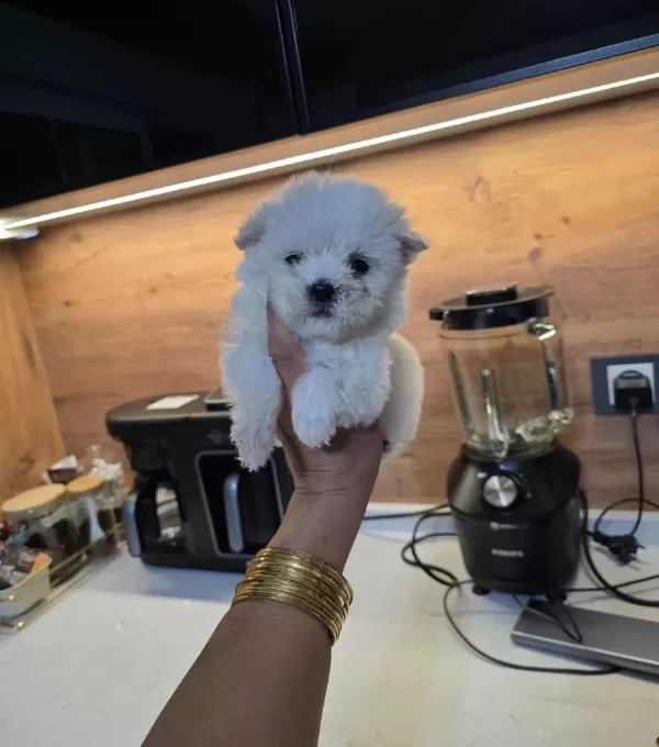 Kore Maltese Terrier Minnaklarım