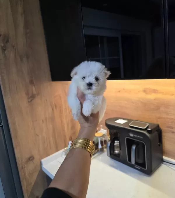 Kore Maltese Terrier Minnaklarım