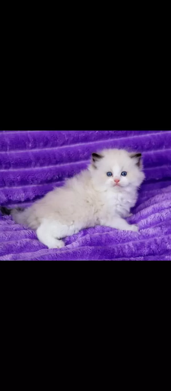 Asil Duruşlu Ragdoll