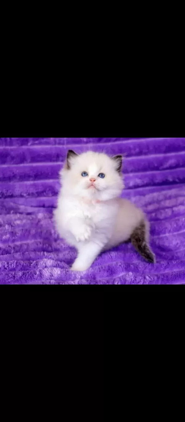 Asil Duruşlu Ragdoll