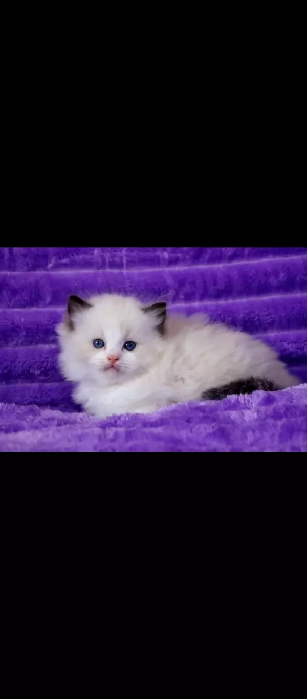 Asil Duruşlu Ragdoll