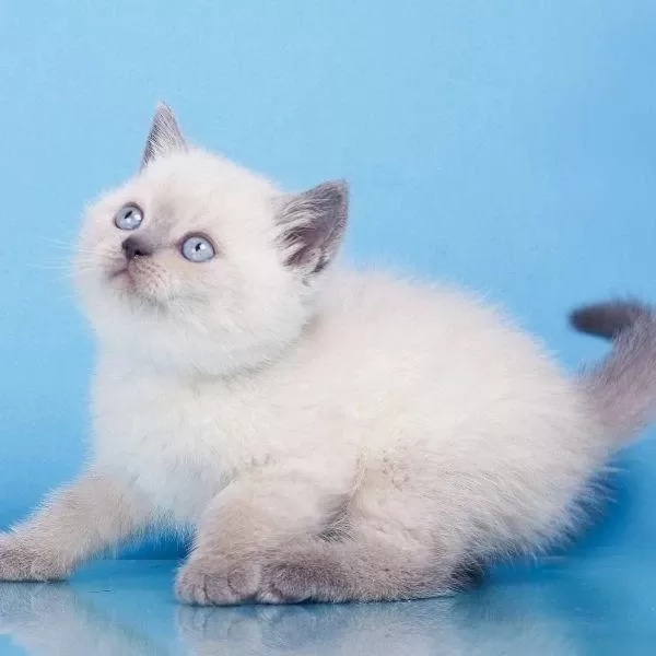British Shorthair Yavrulari