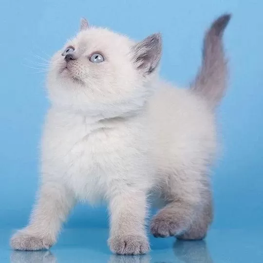 British Shorthair Yavrulari