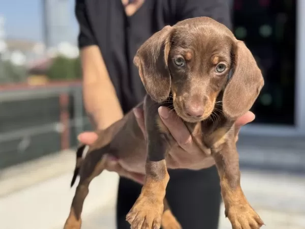 Show Kalite Mini Dachshund Yavrumuz