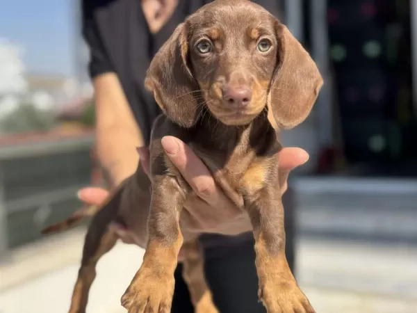Show Kalite Mini Dachshund Yavrumuz
