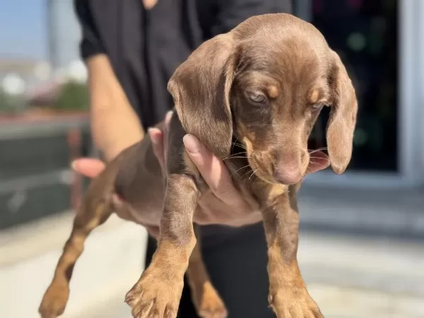 Show Kalite Mini Dachshund Yavrumuz