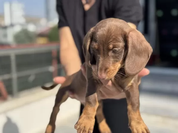 Show Kalite Mini Dachshund Yavrumuz
