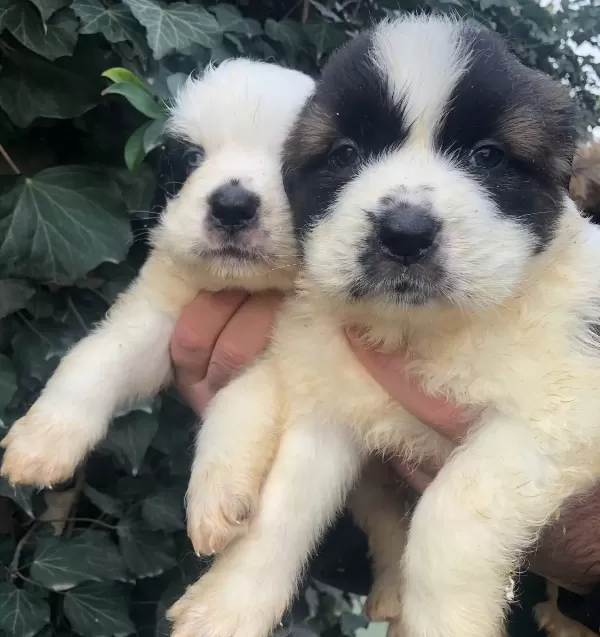 Dev Gibi Muhteşem Bethowen St Bernard Yavrularımız